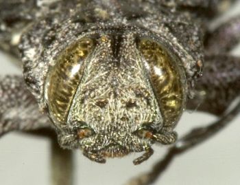 Media type: image;   Entomology 8115 Aspect: head frontal view